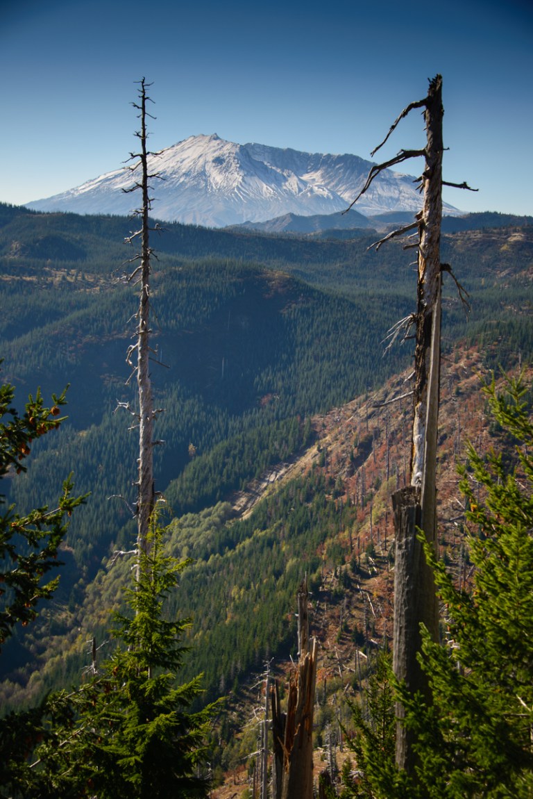 Just entered the blast zone. Many trees were knocked down but those standing were scorched with 300 mph lateral blast of gas, ash and rock.